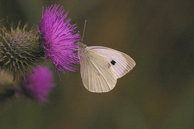 LARGE WHITE ( Pieris brassicae ) . Nr KENNERLEIGH . DEVON . 28 . 7 . 2011