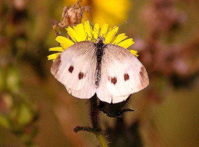 SMALL WHITE ( Artogeia rapae ) . DARTS FARM . TOPSHAM . DEVON . 26 . 8 . 2013