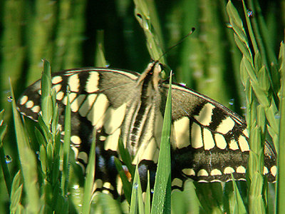 SWALLOWTAIL ( Papilio machaon ) . BARROCA DE ALVA MARSH . PORTUGAL . 28 . 8 . 2009