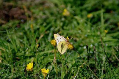 CLOUDED YELLOW ( Colias croceaf.helice ) . DAWLISH WARREN . DEVON . 14 . 10 . 2013