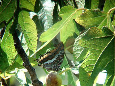 TWO-TAILED PASHA ( Charaxes jasius ) . Nr VILA VEHLA DE RODAO . PORTUGAL . 29 . 8 . 2009