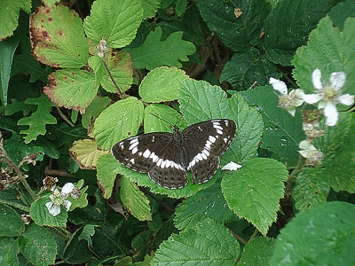 WHITE ADMIRAL ( Limenitis camilla ) . THE ASHCLYST FOREST . DEVON . 6 . 7 . 2009