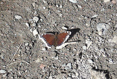 CAMBERWELL BEAUTY ( Nymphalis antiopa ) , STEPHANTSMINDA AREA , GEORGIA ,16 , 5 , 2007