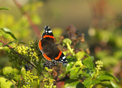 RED ADMIRAL ( Vanessa atalanta ) . BOWLING GREEN MARSH . TOPSHAM . DEVON . 8 . 10 . 2009