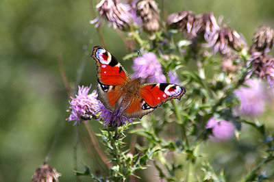 PEACOCK ( Inachis io ) . MATFORD MARSH . EXETER . DEVON . 21 . 7 . 2010