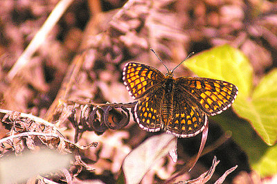 HEATH FRITILLARY ( Mellicta athalia ) . LANKCOMBE . EXMOOR . SOMERSET . 2 . 6 . 2011