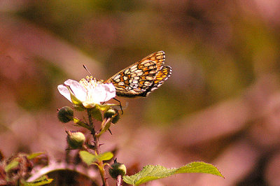 HEATH FRITILLARY ( Mellicta athalia ) , LANKCOMBE , EXMOOR , SOMERSET , 2 , 6 , 2011