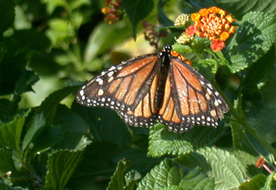 MONARCH ( Danaus plexippus  ) . LIDO . MADEIRA . 1 / 9 / 2002