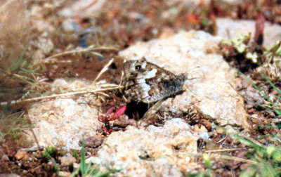 MADEIRAN GRAYLING ( Hipparchia maderensis ) . FANA . MADEIRA . 29 / 8 / 2002