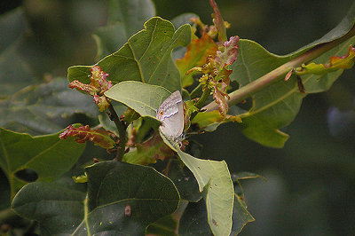 PURPLE HAIRSTREAK ( Female ) ( Quercusia quercus ) . THE EXMINSTER MARSHES . DEVON . 30 . 6 . 2011