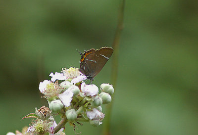 WHITE-LETTER HAIRSTREAK ( Satyrium . w-album ) . WITCH WOOD . SOMERSET . 26 . 7 . 2010