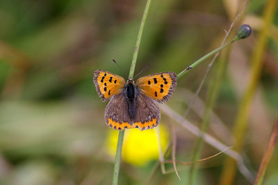 SMALL COPPER ( Lycaena phlaeas ) . DAWLISH WARREN . DEVON . 23 . 9 . 2009