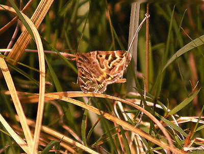 MOTHER SHIPTON ( Callistege mi ) . HALDON . DEVON . 25 . 4 . 2011