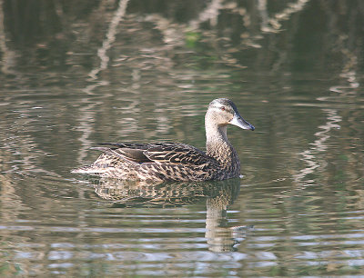 MALLARD ( Female ) ( Anus platyrhynchos ) . THE EXETER CANAL . DEVON . 5 . 3 . 2014