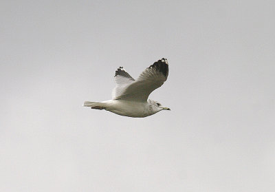 COMMON GULL ( Larus canus ) . THE TOPSHAM RECREATION GROUND . DEVON . 5 . 3 . 2014