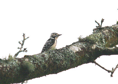 LESSER SPOTTED WOODPECKER ( Female ) ( Dendrocopos minor ) . YARNER WOOD . DEVON . 7 . 3 . 2014