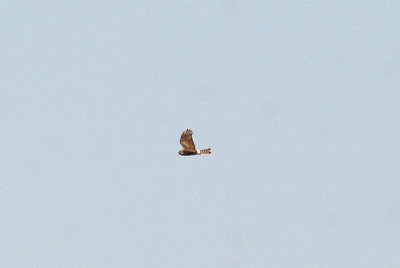 HEN HARRIER ( Female ) ( Circus cyaneus ) , BIRCH TOR , DARTMOOR , DEVON , 9 , 3 , 2014