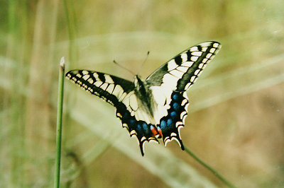 SWALLOWTAIL ( Papilio machaon ) . TUCAN MARSH . MAJORCA  . 11 . 6 . 1988