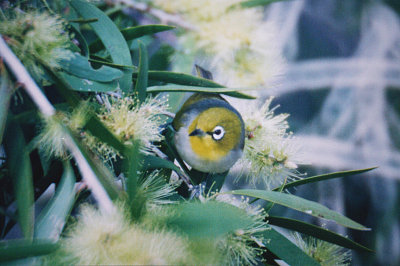 SILVEREYE . BARGARA . QUEENSLAND . AUSTRALIA . 5 . 6 . 2000