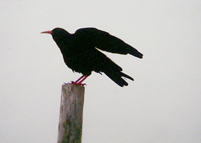 RED-BILLED CHOUGH ( Pyrrhocorax pyrrhocorax ) . PRAWLE POINT . DEVON . 22 . 7 . 2004 