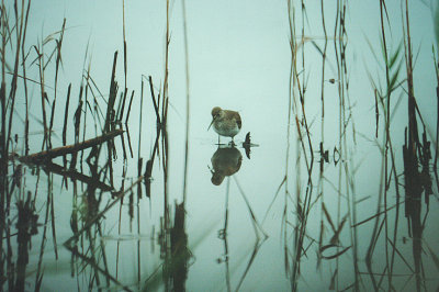 SOLITARY SANDPIPER . PORTHELLICK POOL . ST MARYS . SCILLY ISLES . 7 . 10 . 2000