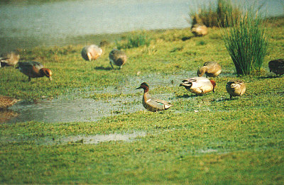 GREEN-WINGED TEAL ( Anus carolinensis ) . BOWLING GREEN MARSH . TOPSHAM . DEVON . 26 . 3 . 2000