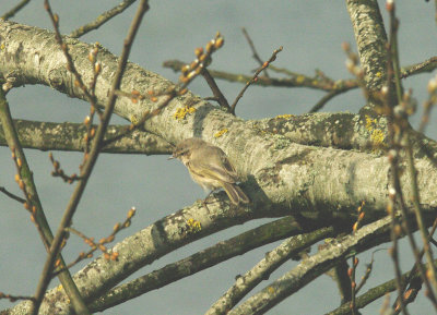 SIBERIAN CHIFFCHAFF ( Phylloscopus collybita tristis ) . THE EXMINSTER MARSHES . DEVON . 10 . 3 . 2014