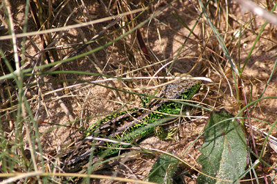 SAND LIZARD ( Lacerta agilis ) . DAWLISH WARREN . DEVON . 23 . 4 . 2010