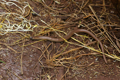 SLOW WORM ( Anguis fragilis ) . EXETER . DEVON . 9 . 6 . 2010