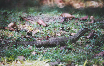 WATER MONITOR ( Varanus salvator ) . LAKE GARDENS . KUALA LUMPUR . MALAYSIA . 16 . 6 . 2000