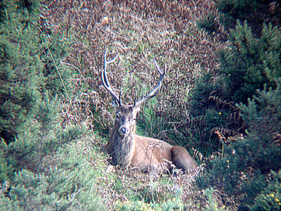 RED DEER ( Cervus elaphus ) , MOLLAND COMMON , DEVON , 17 , 10 , 2007