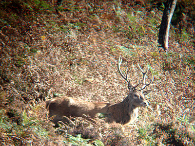 RED DEER ( Cervus elaphus ) . MOLLAND COMMON . DEVON . 17 . 10 . 2007