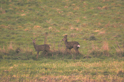 ROE DEER ( Capreolus capreolus ) . Nr POWDERHAM . DEVON . 8 . 2 . 2012