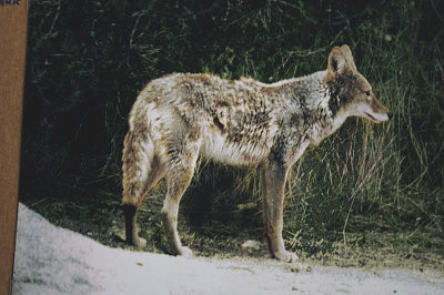 COYOTE ( Canus latrans ) . THE JOSHUA TREE NATIONAL PARK . CALIFORNIA . U . S . A . 4 . 3 . 2000