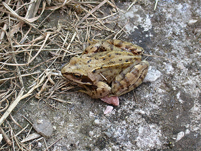 COMMON FROG ( Rana temporaria ) . 17 SUNHILL AVENUE . TOPSHAM . DEVON . 31 . 5 . 2003
