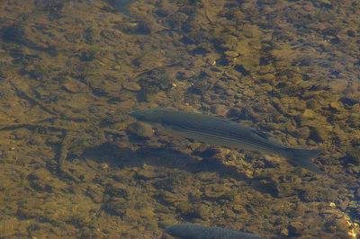 GREY MULLET ( Mugil cephalus ) . THE RIVER OTTER . DEVON . 17 . 9 . 2010