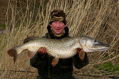 PIKE ( Esox lucias ) . THE EXETER CANAL . DEVON . 2 . 4 . 2010
