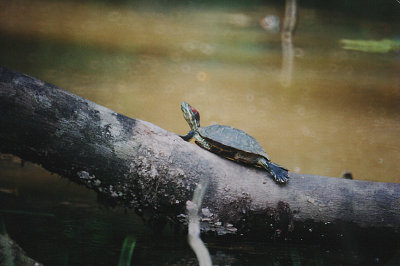 RED-EYED TERRAPIN ( Trachemys scipta elegans ) . LAKE GARDENS . KUALA LUMPUR . MALAYSIA . 16 . 6 . 2000