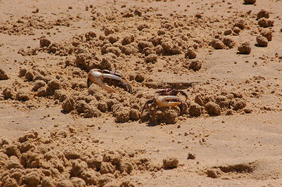 SAND FIDLER CRAB ( Uca pugnax ) . DAKHLA BAY . WESTERN SAHARA . 5 / 3 / 2010