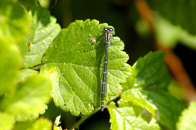AZURE DAMSELFLY ( Female ) ( Coenagrion puella ) . EXMINSTER MARSH . DEVON . 4 . 6 . 2010