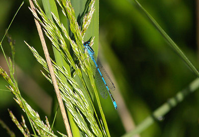 AZURE DAMSELFLY ( Coenagrion puella ) . EXMINSTER MARSH . DEVON . 13 . 6 . 2010.JPG