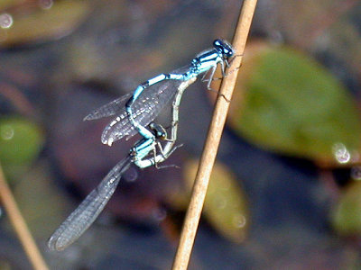 COMMON BLUE DAMSELFLY ( Enallagma cyathigerum ) . THE EXMINSTER MARSHES . DEVON . 5 / 8 / 2002