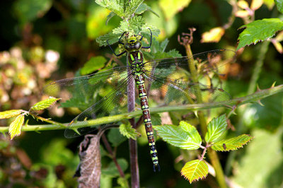SOUTHERN HAWKER ( Female ) ( Aeshna cyanea ) . BOWLING GREEN MARSH . TOPSHAM . DEVON . 15 . 8 . 2010