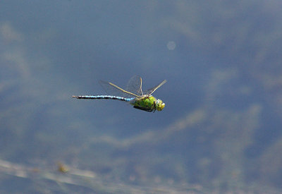 EMPEROR DRAGONFLY ( Male ) ( Anax imperator ) . THE EXETER CANAL . EXMINSTER MARSH . DEVON . 21 . 6 . 2010