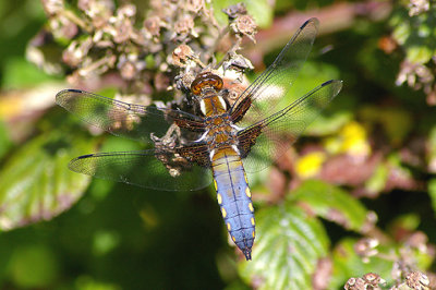 BROAD-BODIED CHASER ( Male ) ( Libellula depressa ) . BOWLING GREEN MARSH . TOPSHAM . DEVON . 31 . 5 . 2010