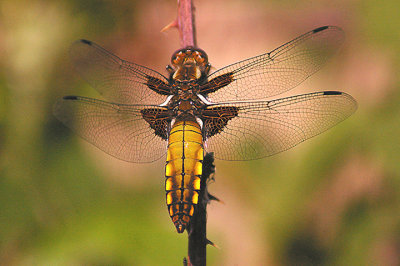 BROAD-BODIED CHASER ( Female ) ( Libellula depressa ) . EXMINSTER MARSH . DEVON . 13 . 5 . 2011