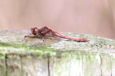 RUDDY DARTER ( Sympetrum sanguineum ) . BOWLING GREEN MARSH . TOPSHAM . DEVON . 4 . 10 . 2013