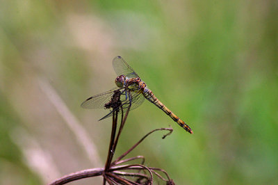 COMMON DARTER ( Female ) ( Sympetrum striolatum ) . DAWLISH WARREN . DEVON . 6 . 8 . 2010