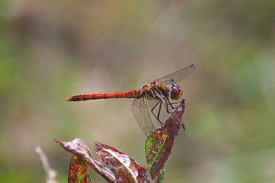 COMMON DARTER ( Male ) ( Sympetrum striolatum ) . DAWLISH WARREN . DEVON . 6 . 8 . 2010