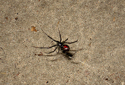 WESTERN BLACK WIDOW SPIDER ( Latrodeectus hesperus ) . LA QUINTA . CALIFORNIA . 26 . 7 . 2009